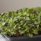 Mild Micro Mix Mild Micro Mix Microgreen Mixes