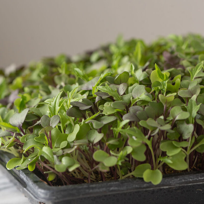 Mild Micro Mix Mild Micro Mix Microgreen Mixes