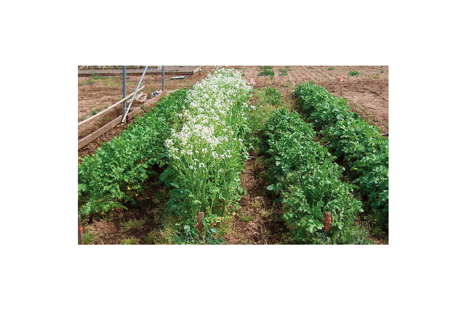 Oilseed Radish Radishes (Cover Crop)