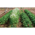 Oilseed Radish Radishes (Cover Crop)