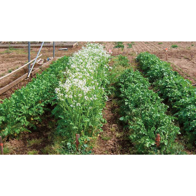 Oilseed Radish Oilseed Radish Radishes (Cover Crop)