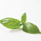 Genovese Genovese Basil