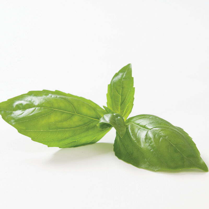 Genovese Genovese Basil