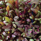 Beet, Bull's Blood Microgreen Vegetables
