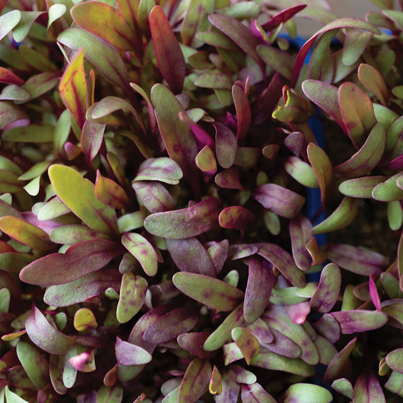 Beet, Bull's Blood Microgreen Vegetables