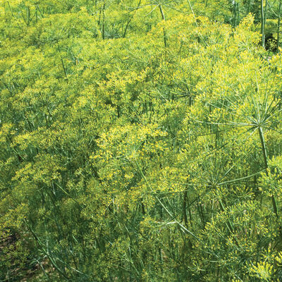 Bouquet Dill