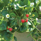 Elan Strawberry Seeds