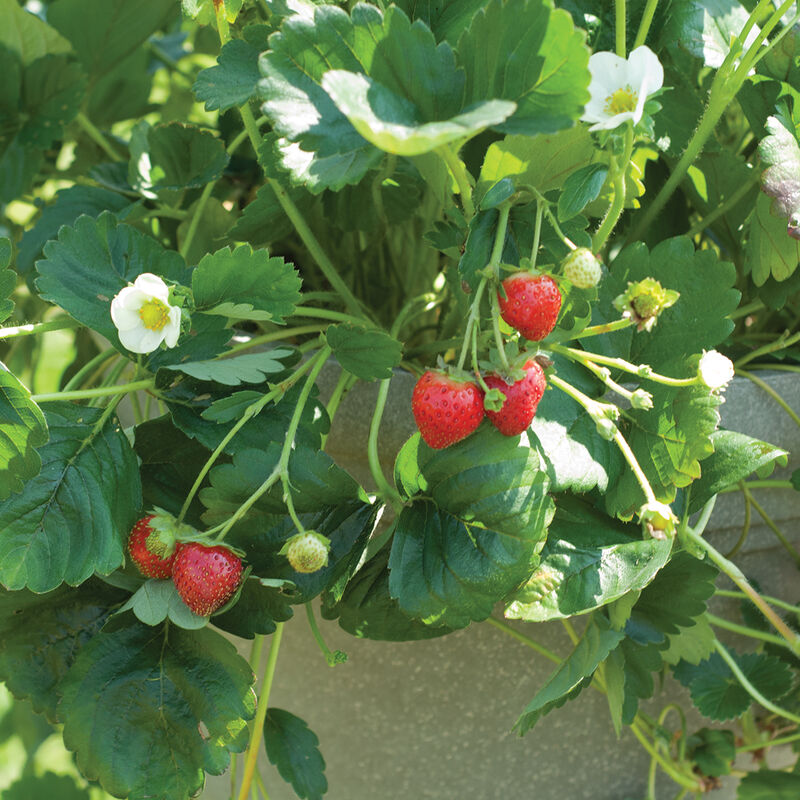 Elan Strawberry Seeds