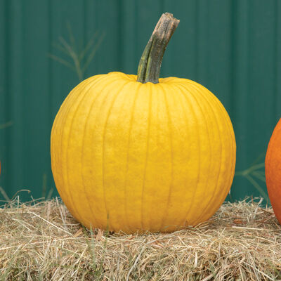 Mellow Yellow Jack-o-Lanterns