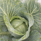 Storage No. 4 Storage Cabbage