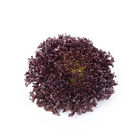 Salanova® Hydroponic Red Sweet Crisp Salanova® Lettuce
