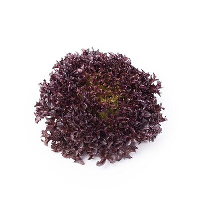 Salanova® Hydroponic Red Sweet Crisp Salanova® Lettuce