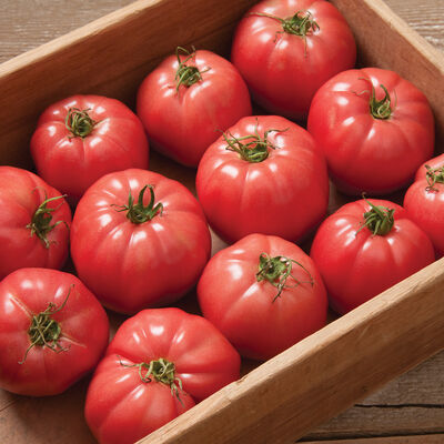 Pink Wonder Specialty Tomatoes