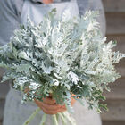 Candicans Dusty Miller