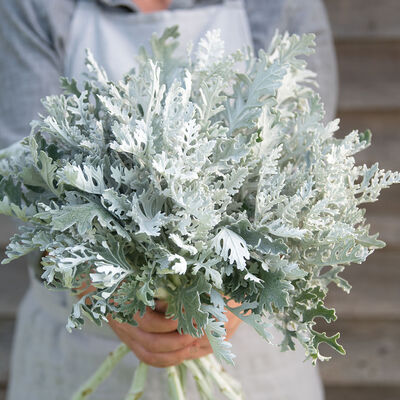 Candicans Dusty Miller