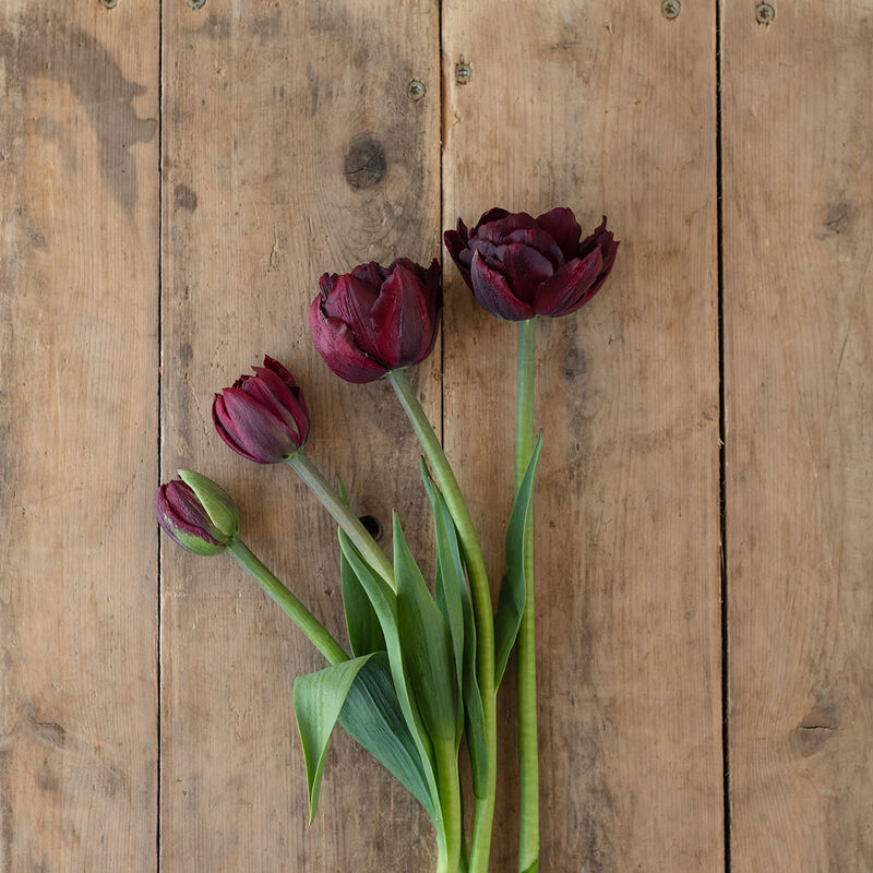 Palmyra Tulips