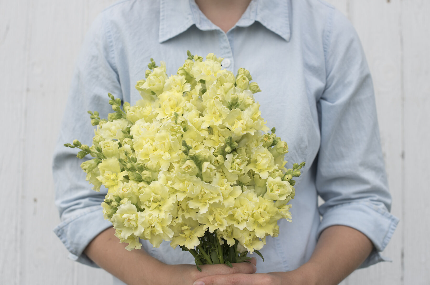 Madame Butterfly Yellow Snapdragon