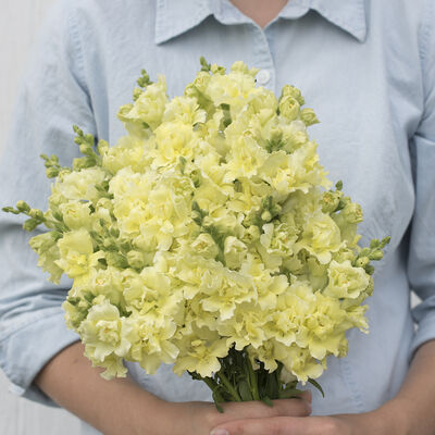 Madame Butterfly Yellow Madame Butterfly Yellow Snapdragon