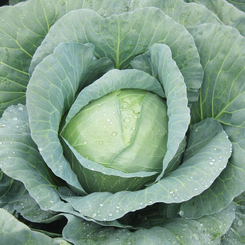 Capture Fresh Market Cabbage