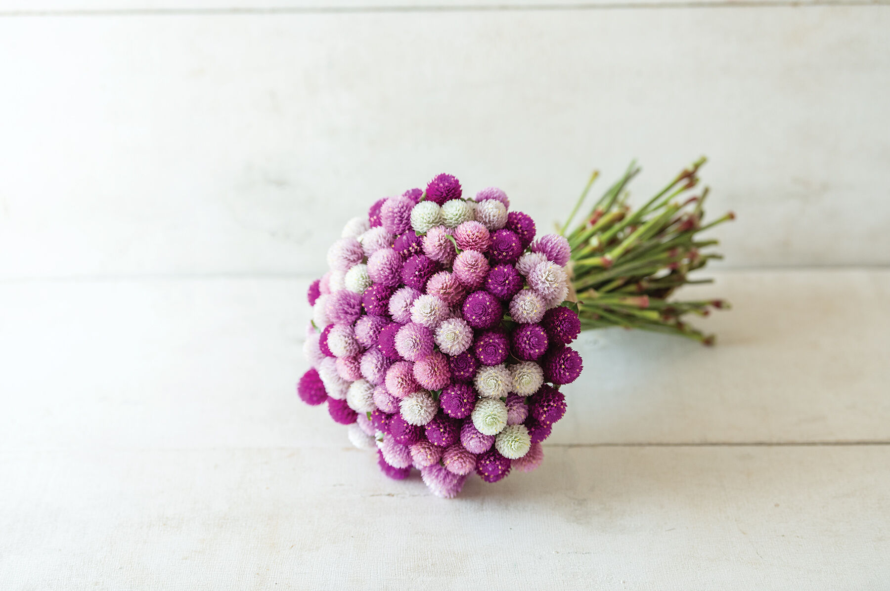 QIS&trade; Formula Mix Gomphrena (Globe Amaranth)