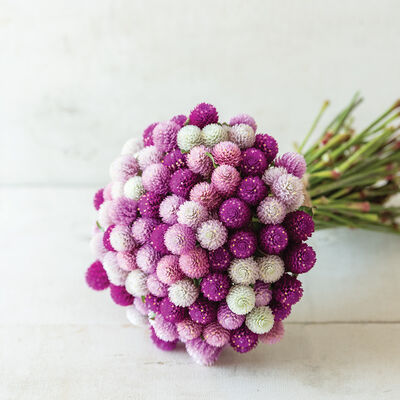 QIS™ Formula Mix Gomphrena (Globe Amaranth)