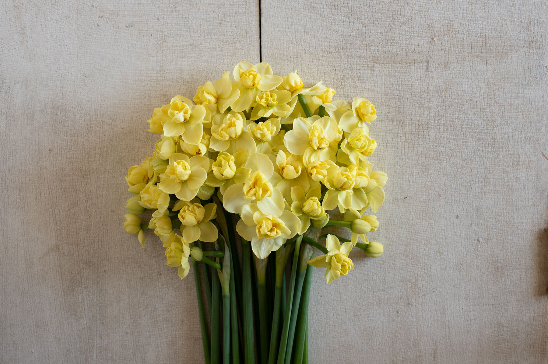 Narcissus Bulbs - Daffodil Varieties | Johnny's Selected Seeds