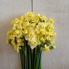 Yellow Cheerfulness Narcissus
