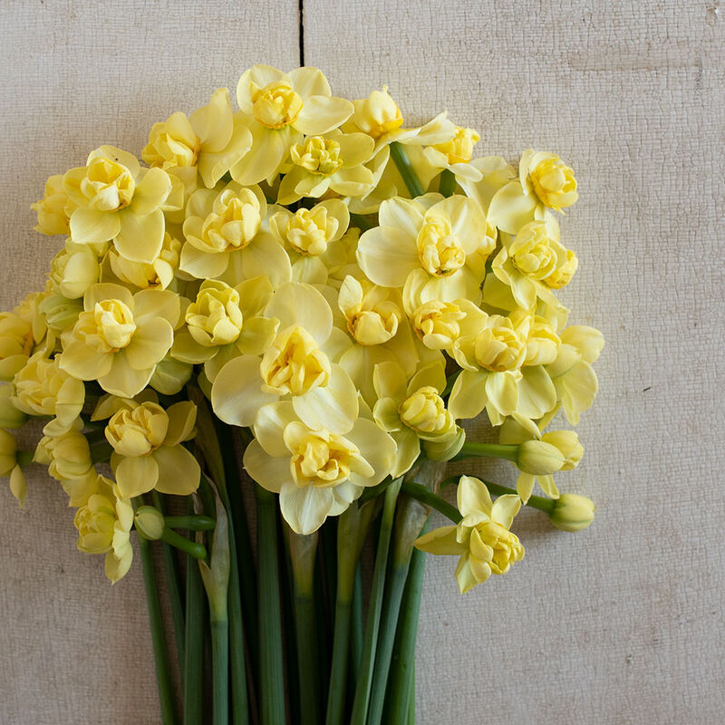Yellow Cheerfulness Narcissus