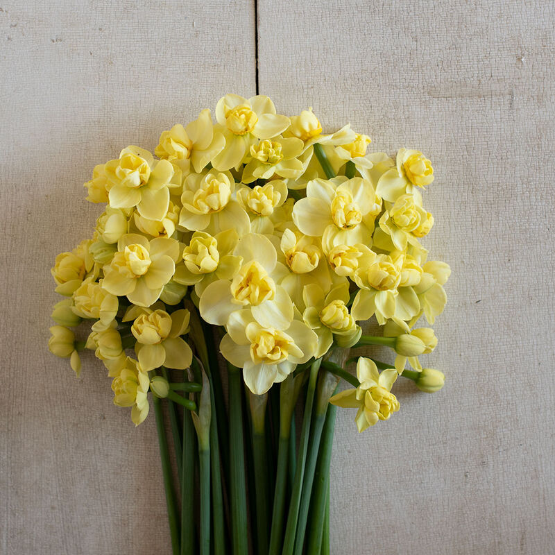 Yellow Cheerfulness Narcissus