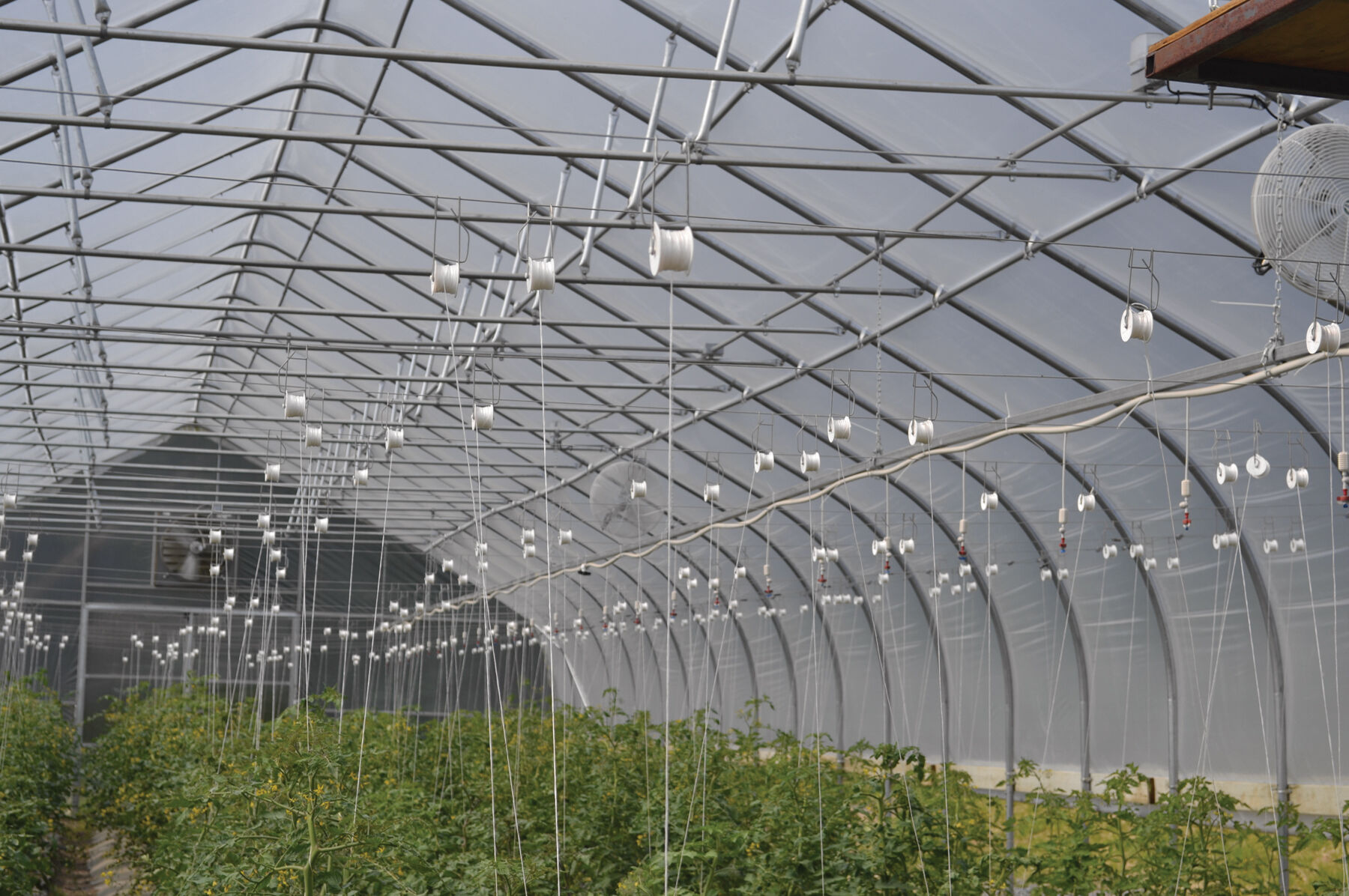 Rollerhook&reg; &ndash; 25 Count Rollerhook&reg;