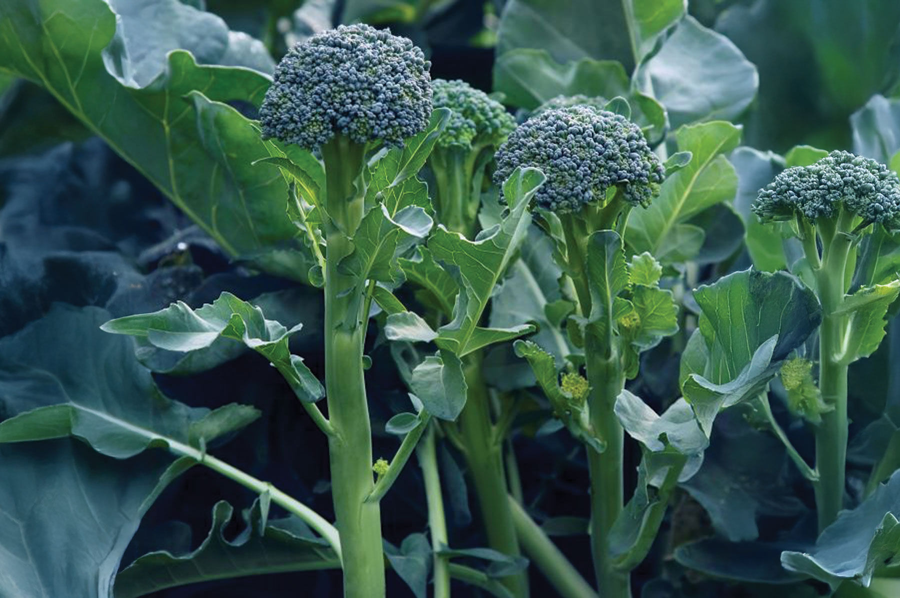 Johnny's - ブロッコリー Sibsey - (F1) Broccoli Seed | Johnny's Selected Seeds
