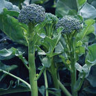 Sibsey Mini Broccoli