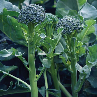 Sibsey Mini Broccoli
