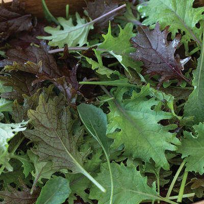 Greens Mix Seeds - Organic Varieties