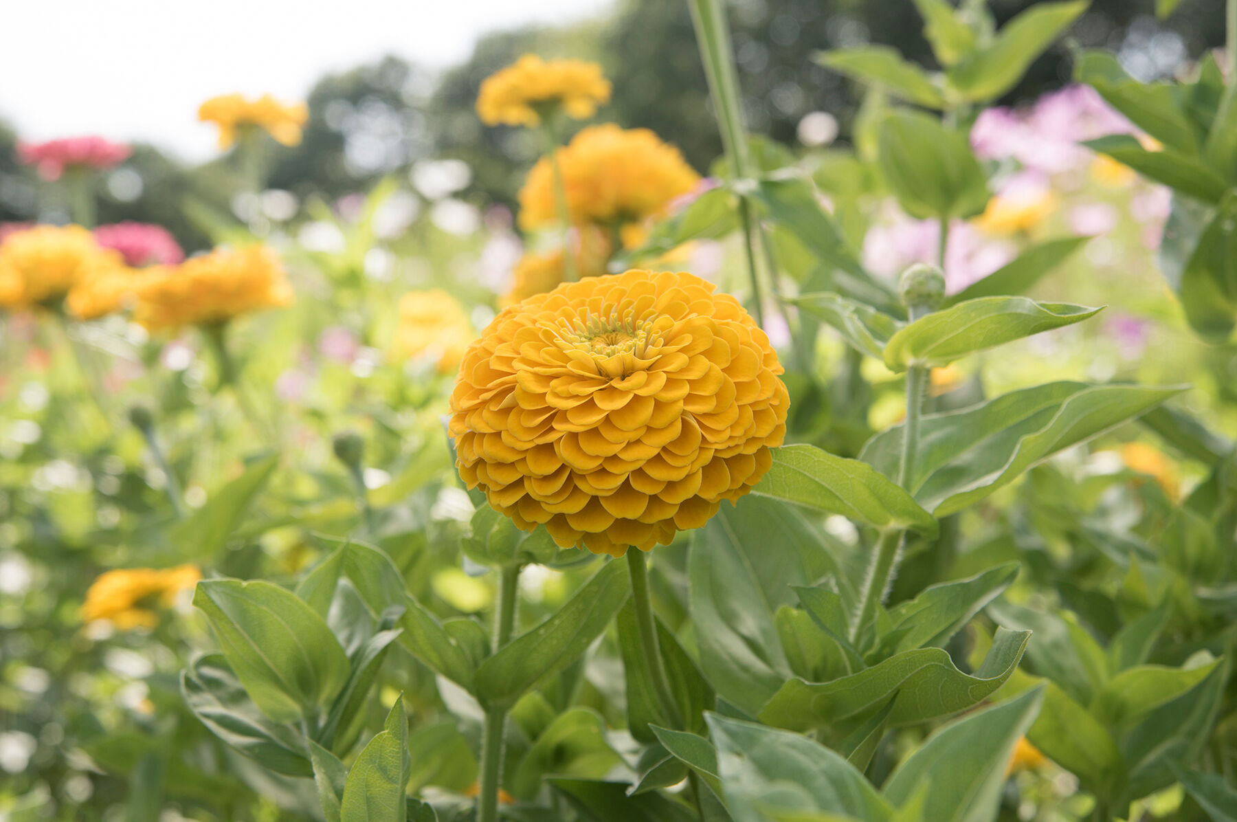 ジョアン アイザック(Joanne Izaac)「Zinnias」 ジョアン アイザック(Joanne Izaac)「Zinnias」 Amazon.co.jp