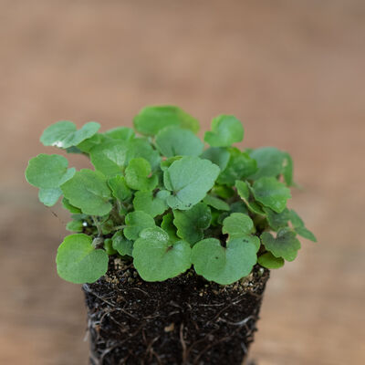 Anise Hyssop Microgreen Herbs