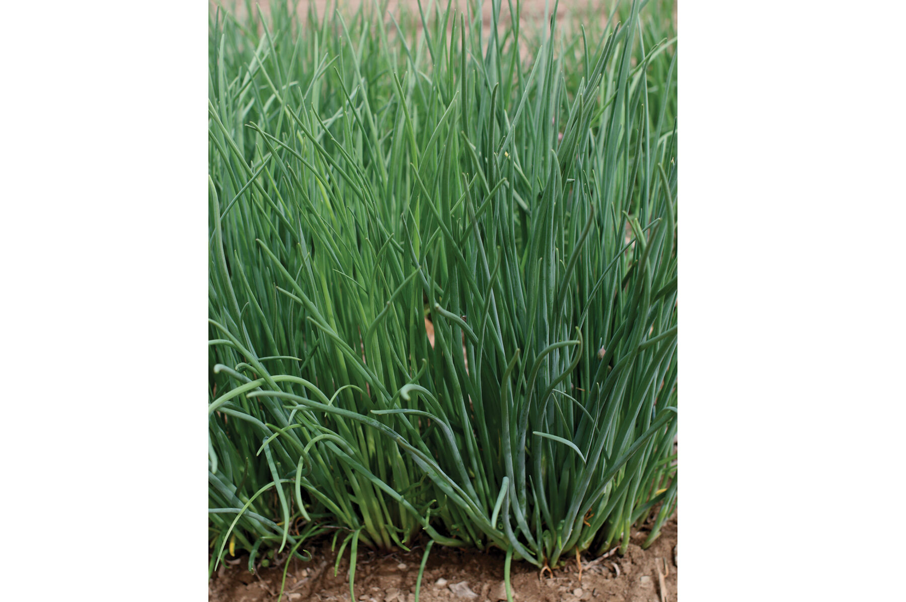 Purly Standard Chives