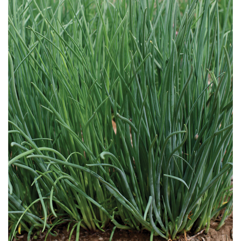 Purly Standard Chives