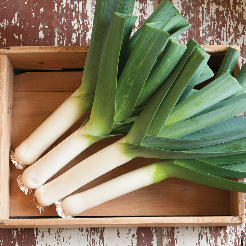 Tadorna Leeks