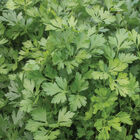 Giant of Italy Leaf Parsley