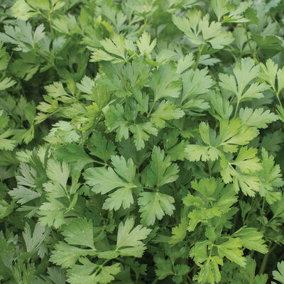 Giant of Italy Leaf Parsley