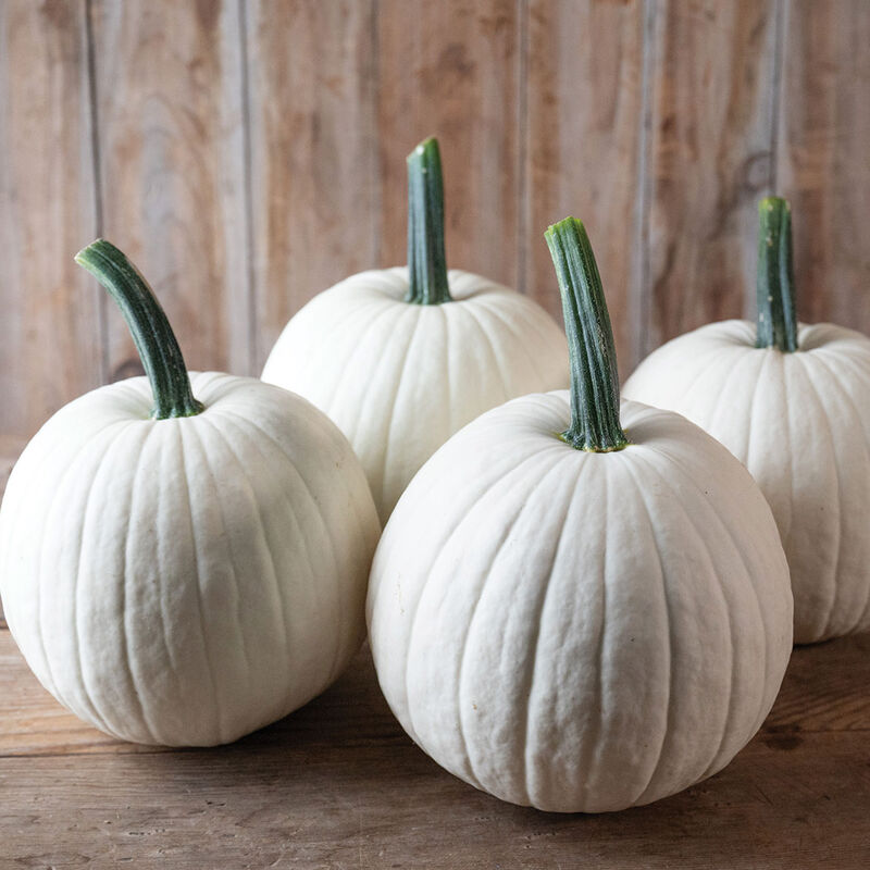 Ghost Town Specialty Pumpkins