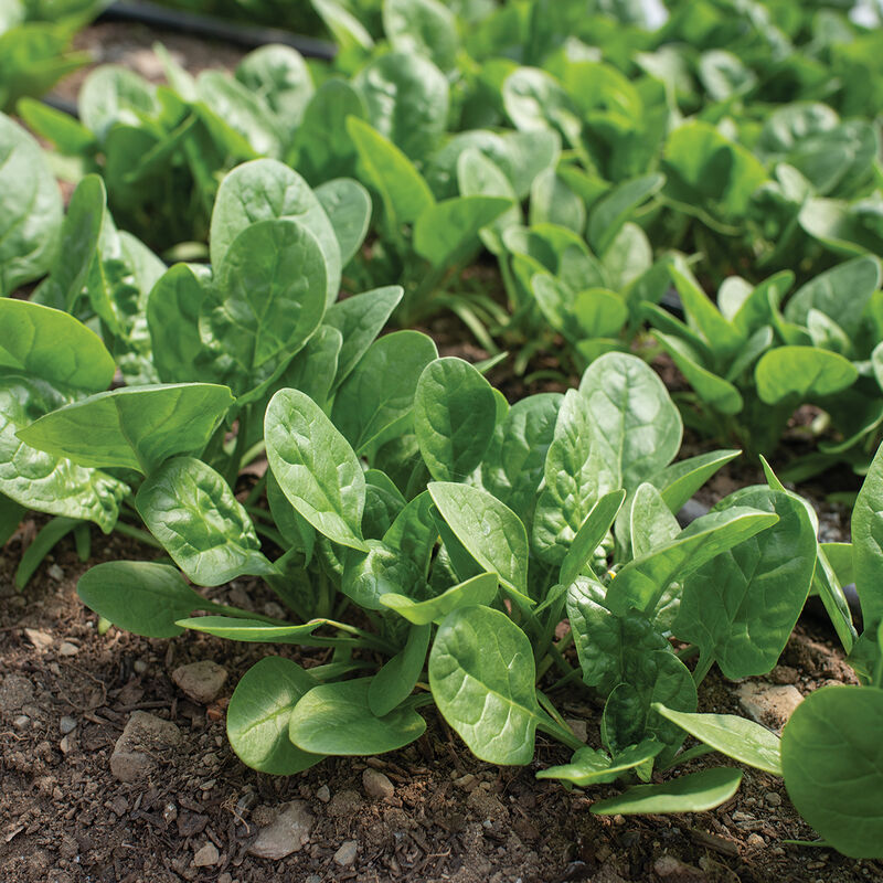 Rangitoto (F1) Spinach Seed Johnny's Selected Seeds