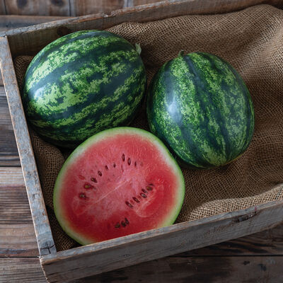 JuiceBox Diploid Watermelons