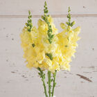 Chantilly™ Cream Yellow Snapdragon