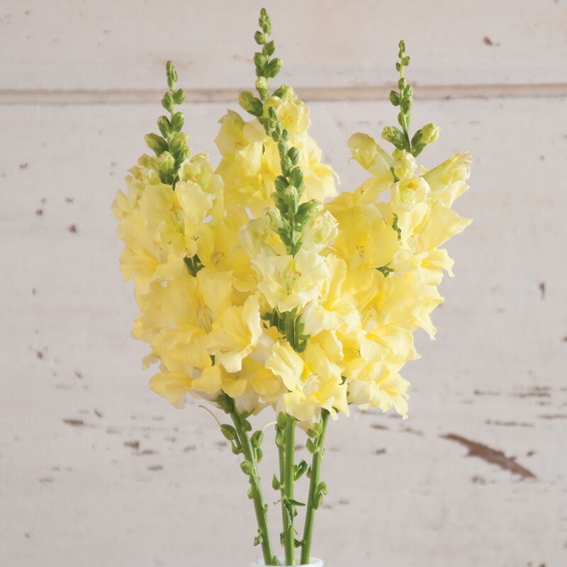 Chantilly™ Cream Yellow Snapdragon