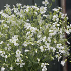 White Beauty Saponaria