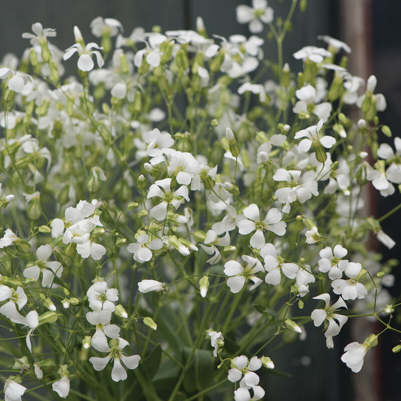 White Beauty Saponaria