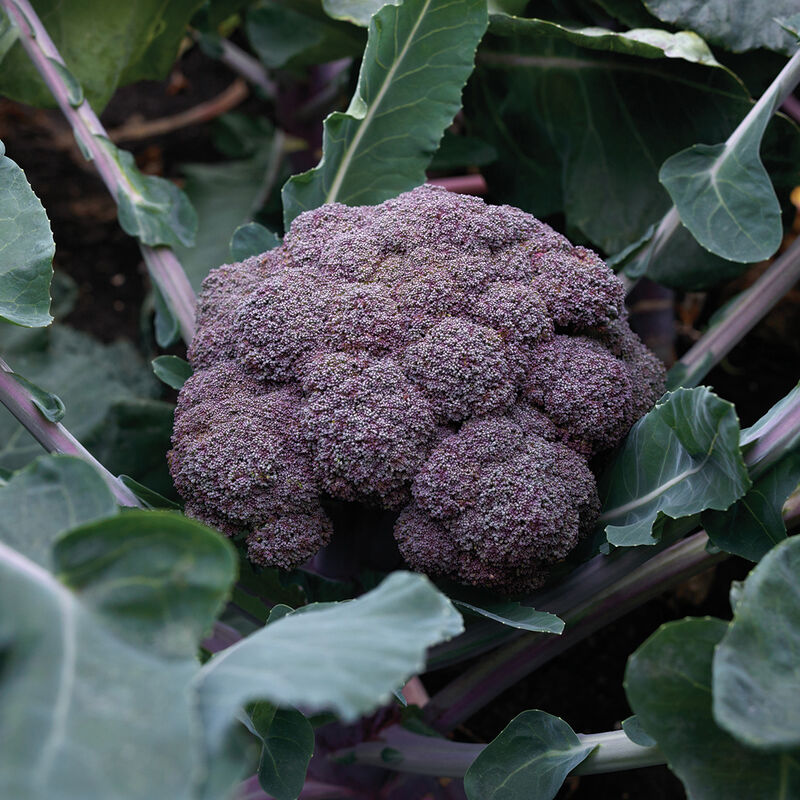 Purple Magic (F1) Broccoli Seed Johnny's Selected Seeds