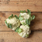Twister Standard Cauliflower